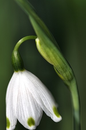 SPRING SNOWDROP FLOWER 